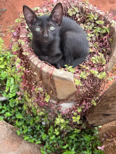 Estou doando essa gatinha