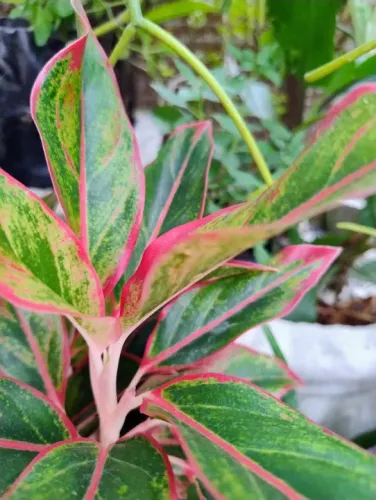 MUDAs DE AGLAONEMA RED MUSGO