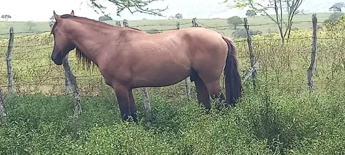 cavalo e egua (os 2 campolina)