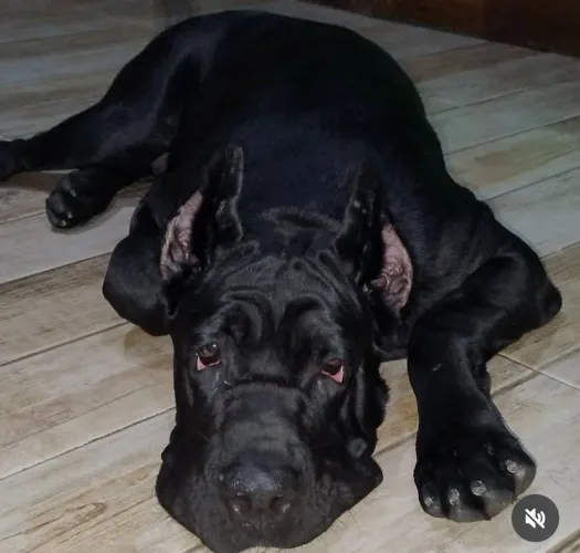 Filhotes de cane corso italiano cão de guarda cachorros maravilhosos