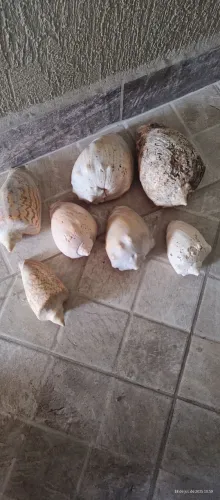 Conchas do mar