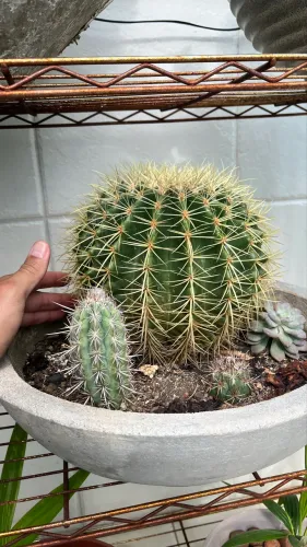 Cacto 