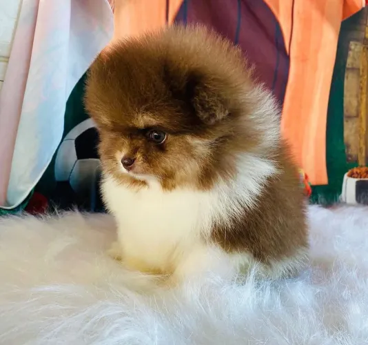 Filhote Spitz Alemão, Pequenos anjos peludos esperando por um lar cheio de amor!
