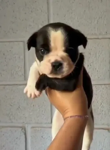 Bulldog francês fofinho e saudável 