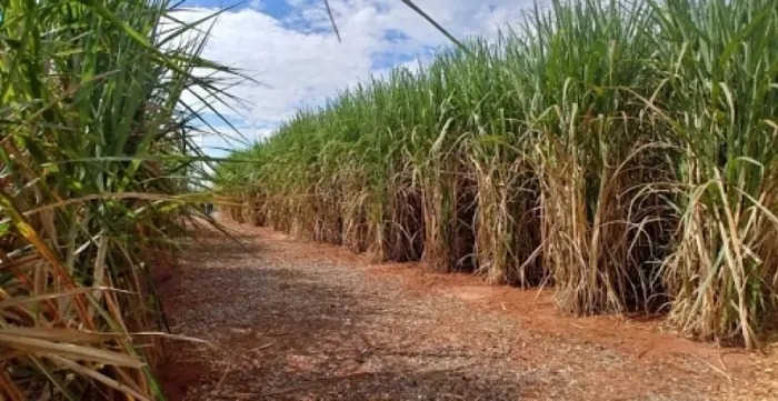 82 alqueires em Porteirao Goiás 