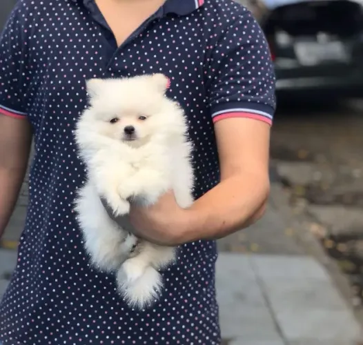 Spitz Alemão trabalhamos com mais de 20 raças.