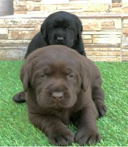Labrador Chocolate/Preto/Amarelo - todos com Pedigree e assistencia veterianaria gratuita