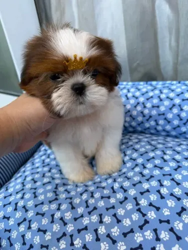 Shih-Tzu Mini Macho Tricolor Comportado e Muito Inteligente