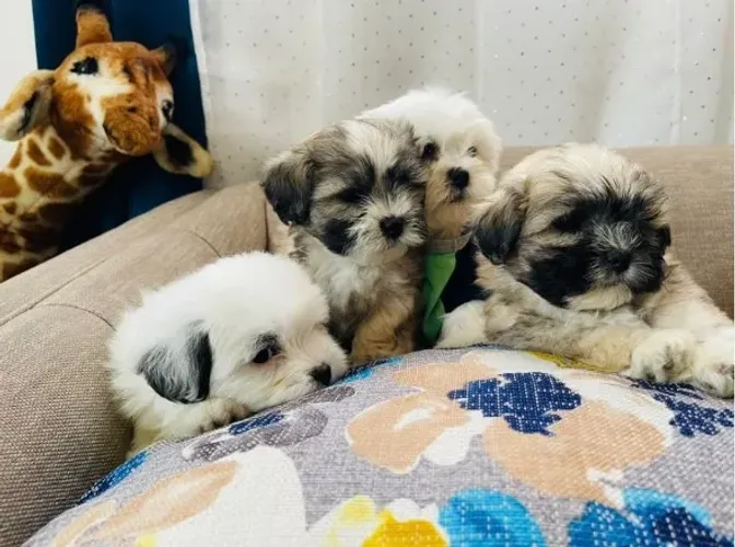 Lhasa Apso Pequeno Fêmea Tranquila e Perfeita para o Lar