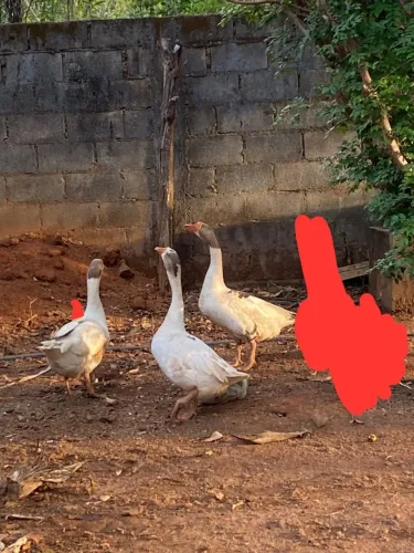 Vende se gansa fêmea e macho