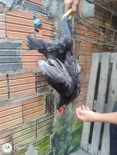 Galo e galinha índio gigante 