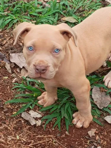 Filhotes de pitmonster, pedigree