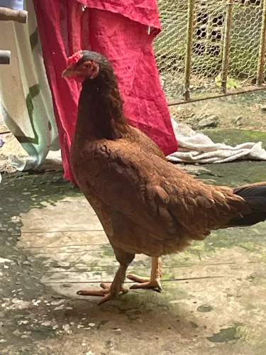 Galinha 