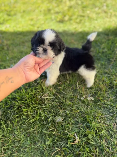 Shih Tzu Fêmea com Pedigree