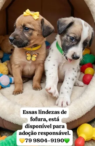 Adoções de filhotes.