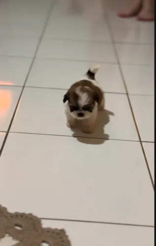 FILHOTES DE SHIH-TZU PARA DOAÇÃO!