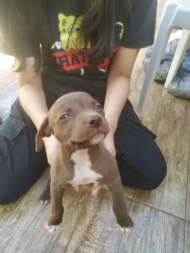 Doação filhote de Pit Bull