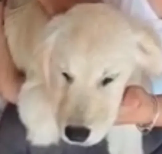 Golden retriever filhote gentis, saudaveis