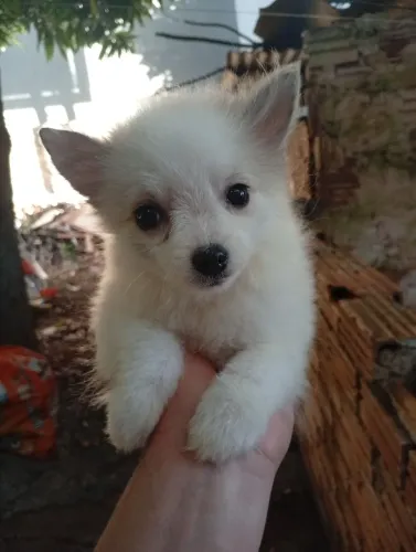 Spitz alemão blue merle anão vacinado e vermifugado disponível oportunidade única!!!