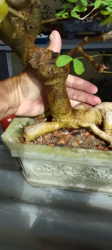 Bonsai de clororeucum dulce