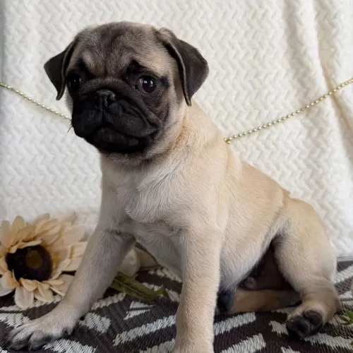 Pug/ Macho e fêmea a pronta entrega