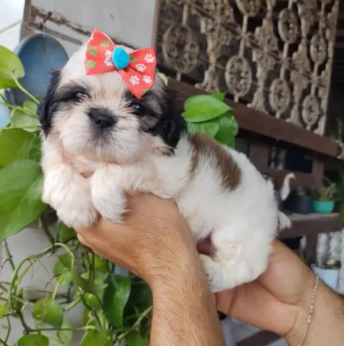 Shitzu Fêmea ENTREGO HOJE