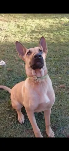 Fêmea pastor belga malinois
