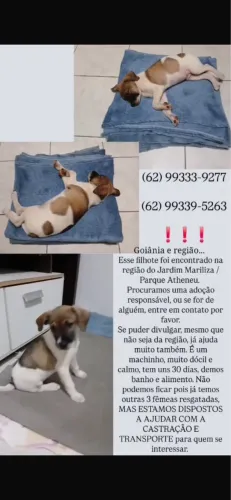 Adoção Responsável