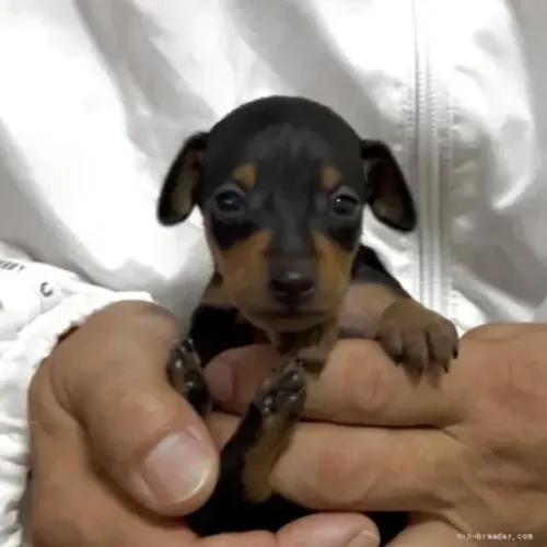 Cachorro filhote companheiro e saudável Pinscher/Pincher/Pinsher/Pintier