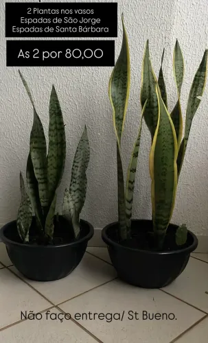 2 Plantas Naturais nos vasos ESPADAS de São Jorge e Santa Bárbara vendo juntas 80,00