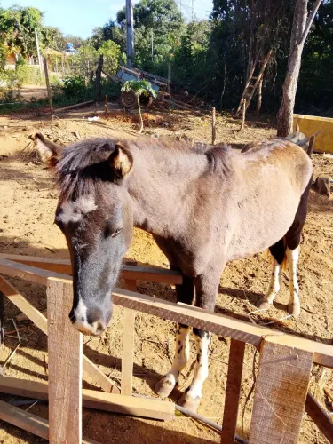 Potro de ponei