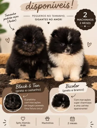 Lindíssimos filhotes machos de Spitz Alemão Anão 