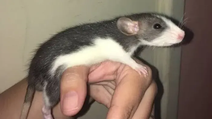 Ratos Twister