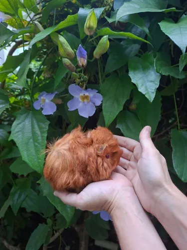 Filhotes de porquinho da india peruano