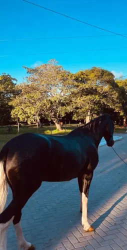 Cavalo Mangalarga Marchador