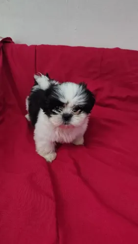 Filhote de Shih Tzu fêmea 