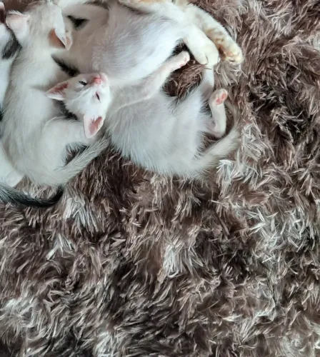 Gatos para adoção 