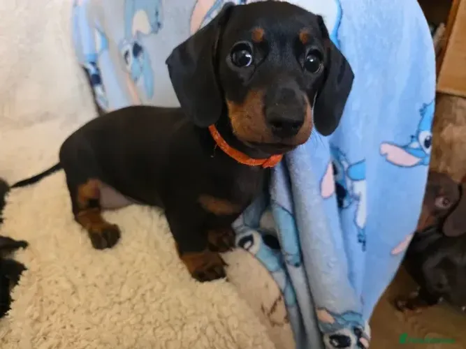 Filhotes alegre e brincalhão Teckel/Dachshund/Salsicha/Salsichinha/Basset/Cofap