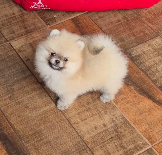 Spitz alemão lulu da pomerânia macho