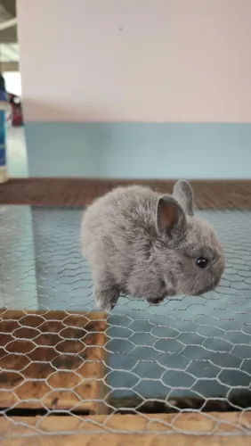 VENDE-SE COELHINHO NETHERLAND DWARF (ANÃO HOLANDÊS) 