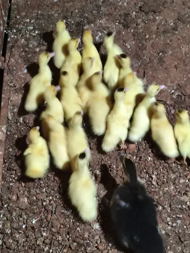 vendo patinhos e perú branco