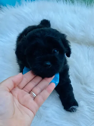Filhote macho de lhasa apso 