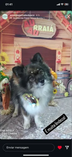Lulu pomerania femea