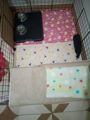 Kit porquinho da índia