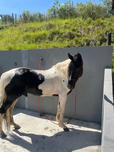 Cavalo a venda pampo de preto