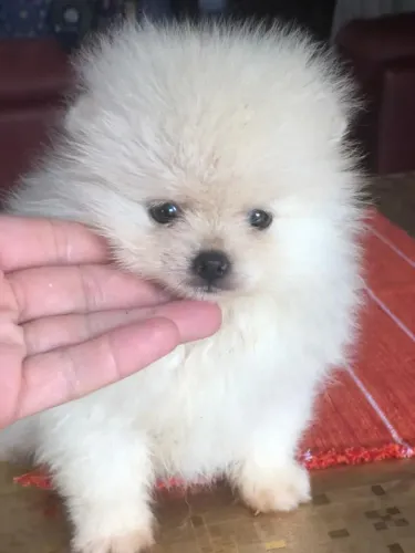 Lulu da Pomerânia