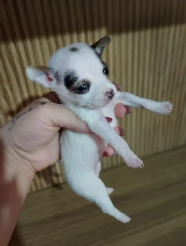 Filhote de pinscher fêmea 