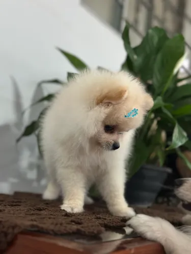 Lulu Pomerania anão