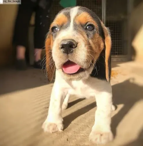 Beagle 13 Polegadas Um laço que se constrói com paciência
