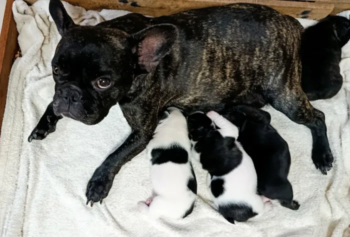 Bulldog Francês